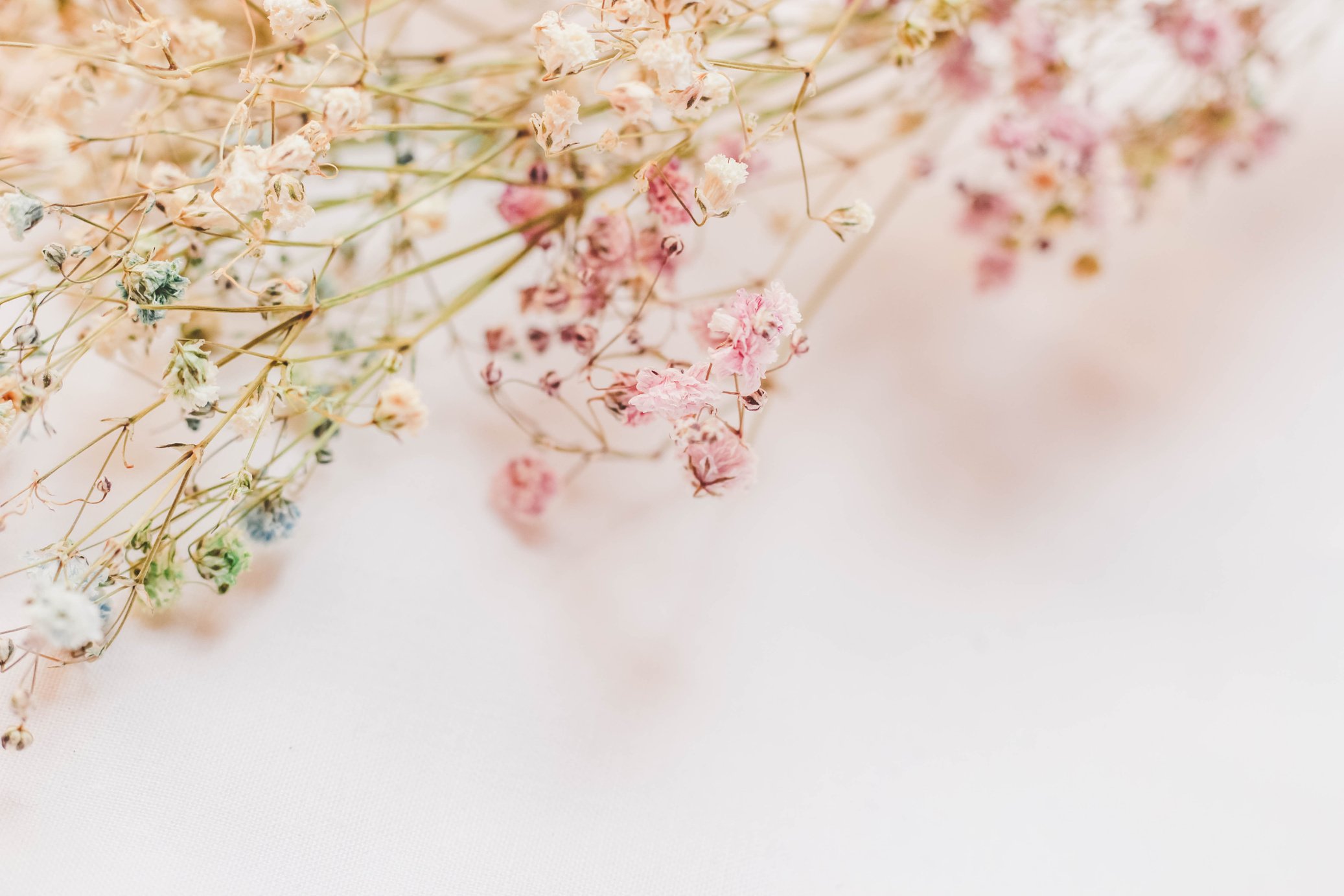 Dry pink flowers on a white background., gypsophila. Natural colors, trendy postcard theme. Background for lettering. Close-up, side view.